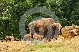 Great American Bison - Bison bison